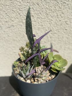 Succulents Plant.