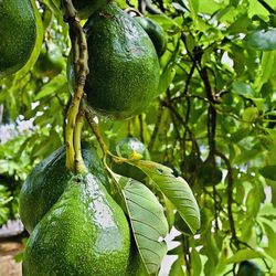 Choquette Avocado Tree 