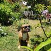 Cujo