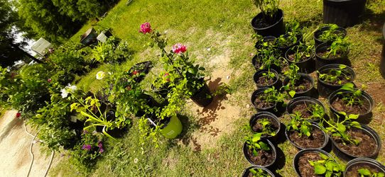SE VENDEN PLANTAS, ARBOLES FRUTALES & FLORES 🌹