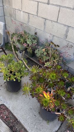 Succulent Plants