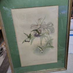 Gould Hummingbirds, Pl. 300, White-tailed Emerald