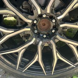 26 Inch  Cavella’s 