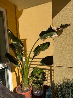 White bird of paradise