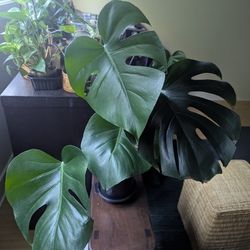 Monstera_28-29"_$28