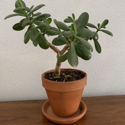 Jade Cactus