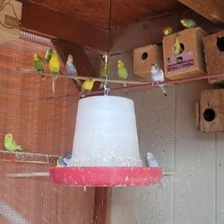 parakeets