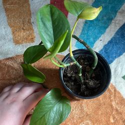 Pothos Plant