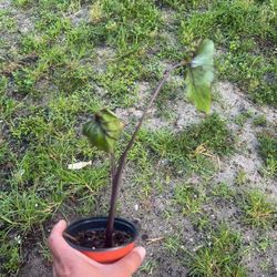 Alocasia Pharaoh 4”pot