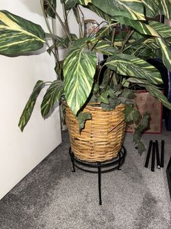 Ficus (Artificial) Plant with stand