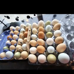 eggs , chicken&duck