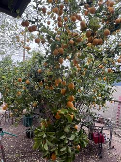 Fresh 100% Organic Lemons 🍋 $2 / Dozen