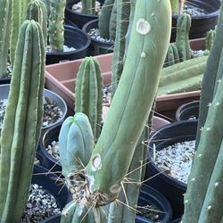 San Pedro Cactus TBM