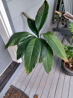 Giant Peace Lily plant