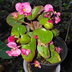 Beautiful Begonia Potted Flower