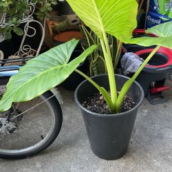 Elefante  Plant