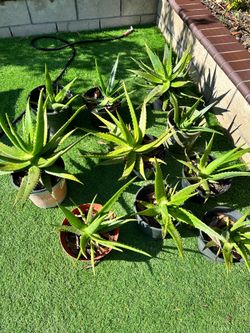 Aloe Vera plant