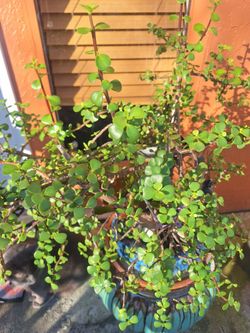 Jade green succulent cuttings...3 x for $5