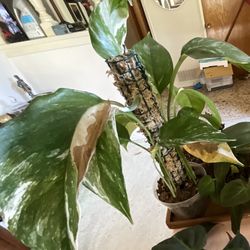 Plant 