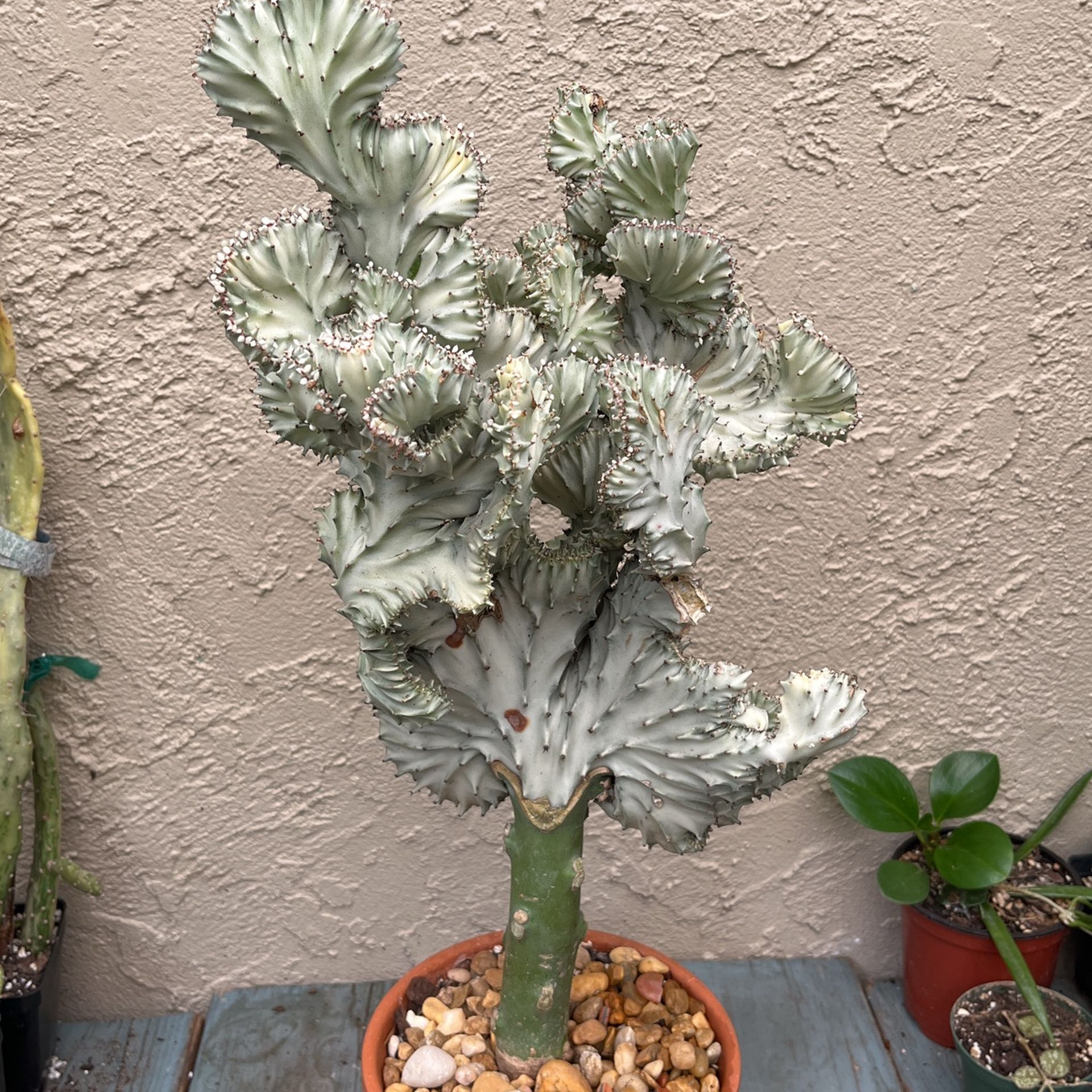 Euphorbia lactea Cristata Grafted Succulent