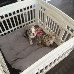 Dog Cage
