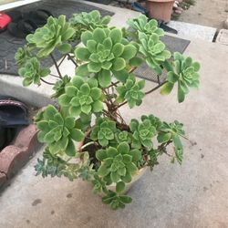 Aeuniums And Succulents