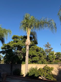 Palm Trees