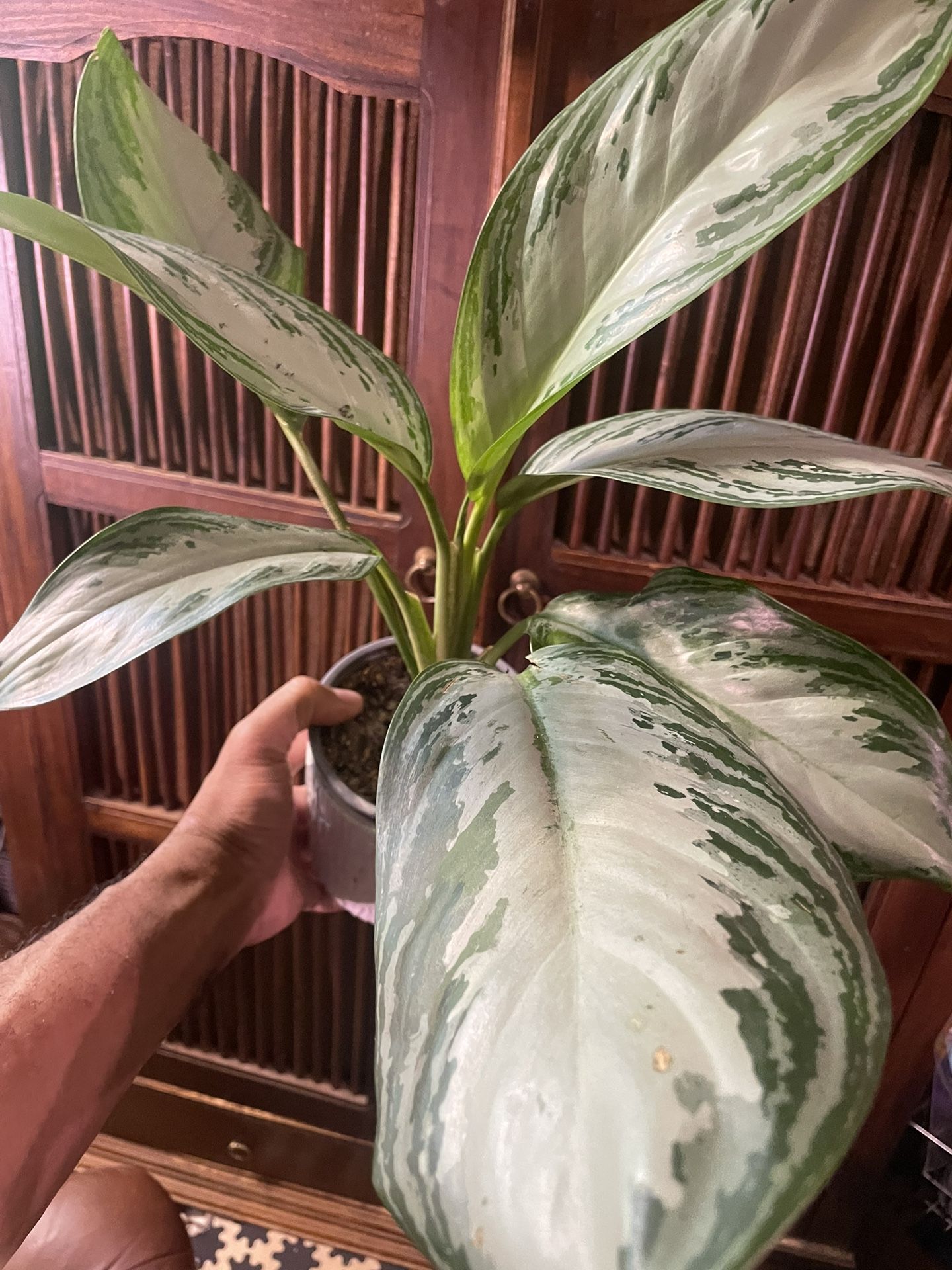Aglaonema ‘Silver Bay’ | Grows Up To 3’Ft Tall & Wide | Easy Care | Air Purify | Low Light Tolerant