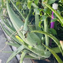 Alovevera Plant