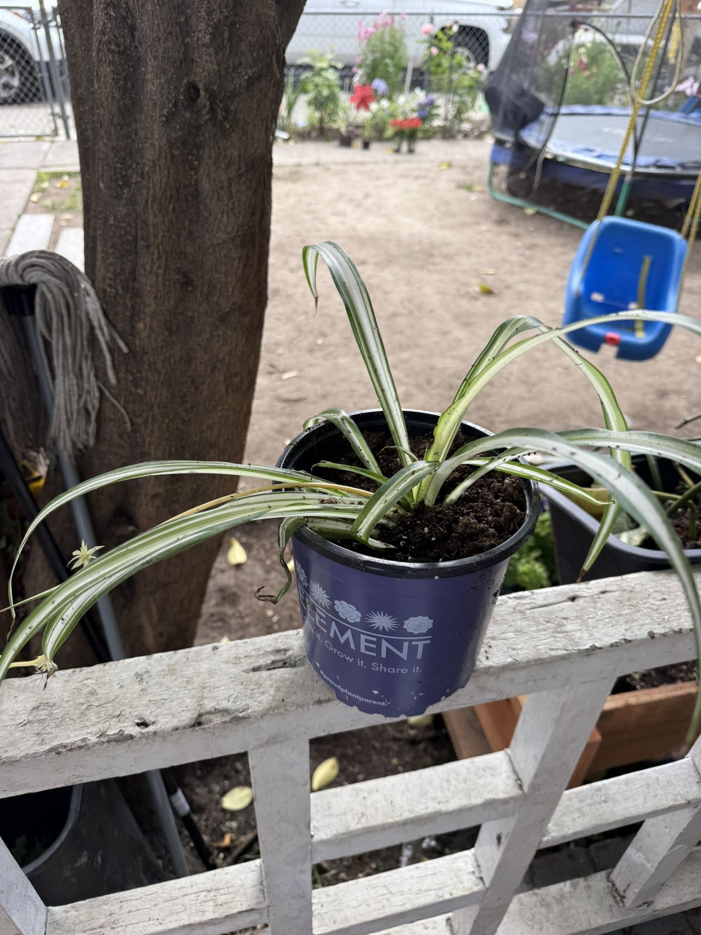 Spider Plant
