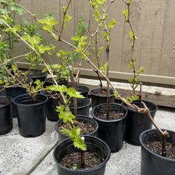 Grape Plants