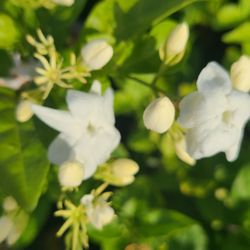 Jasmine  Arabia Plants 1gallon Bushes 