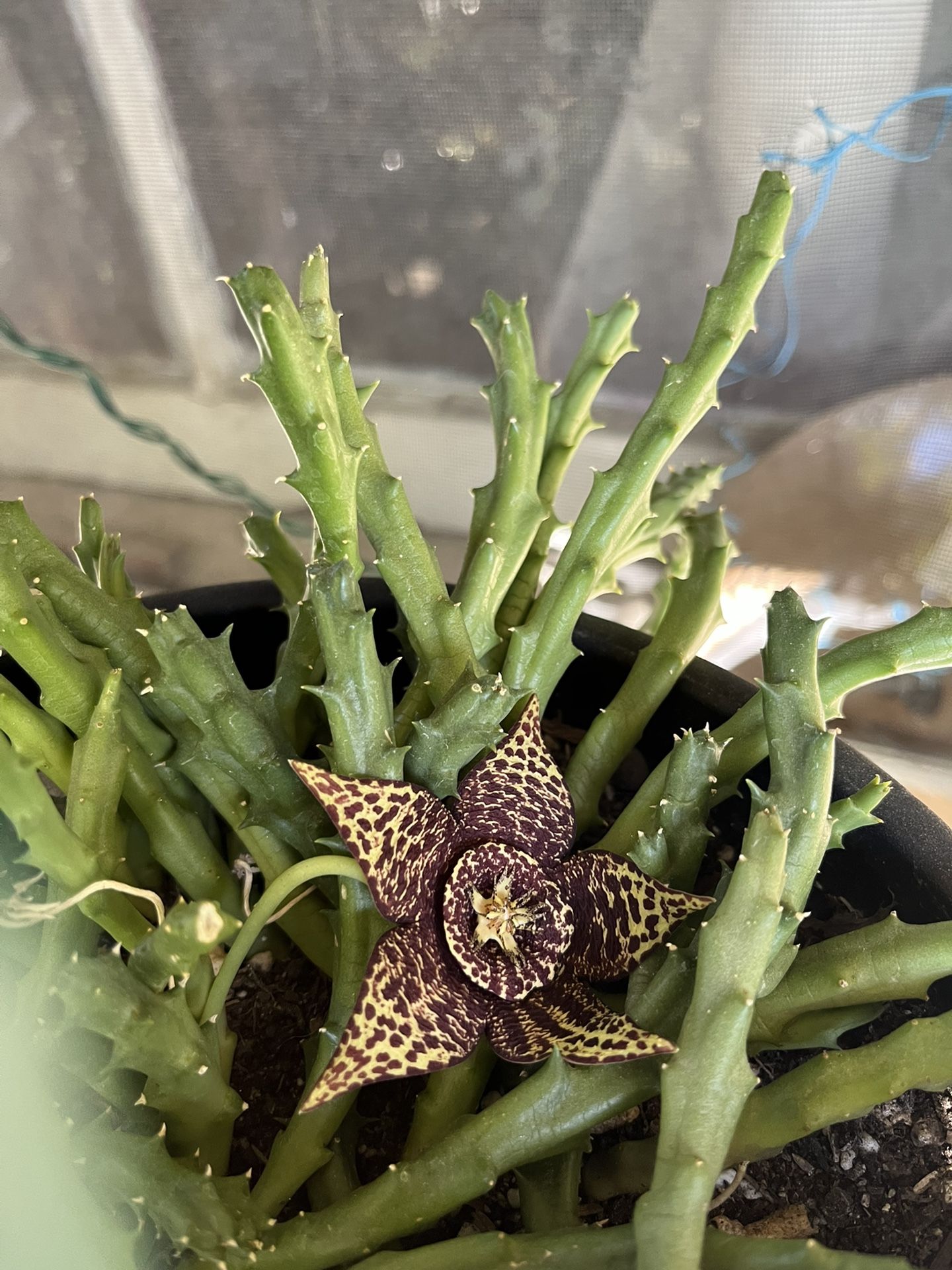 Beautiful Orbea Plant