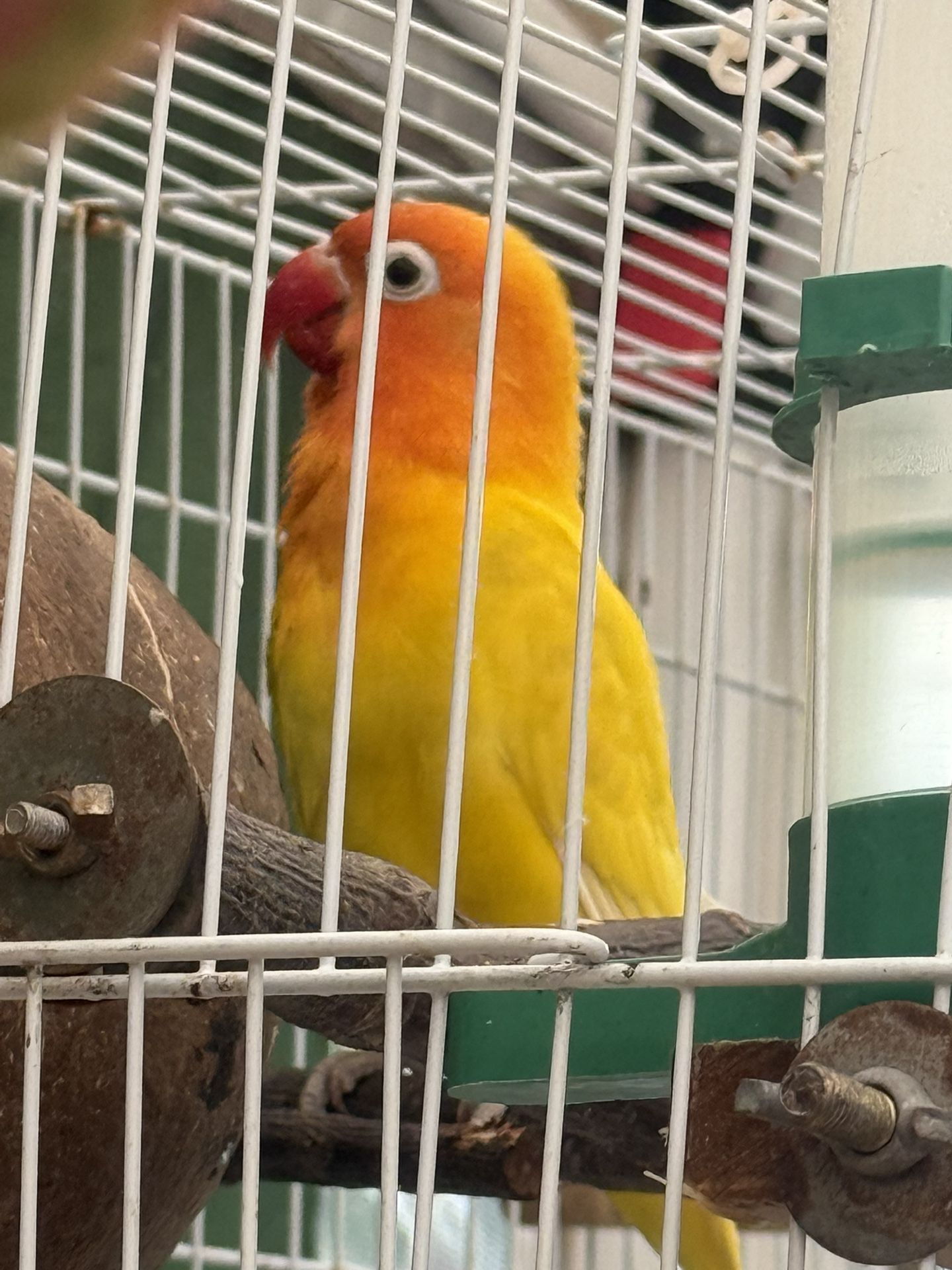 Bird Cage 