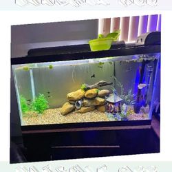 morning shoulder Ready Aquarium Setup - Explore Amazing Water Life