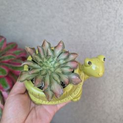 Aeonium Shaohua Succulent 