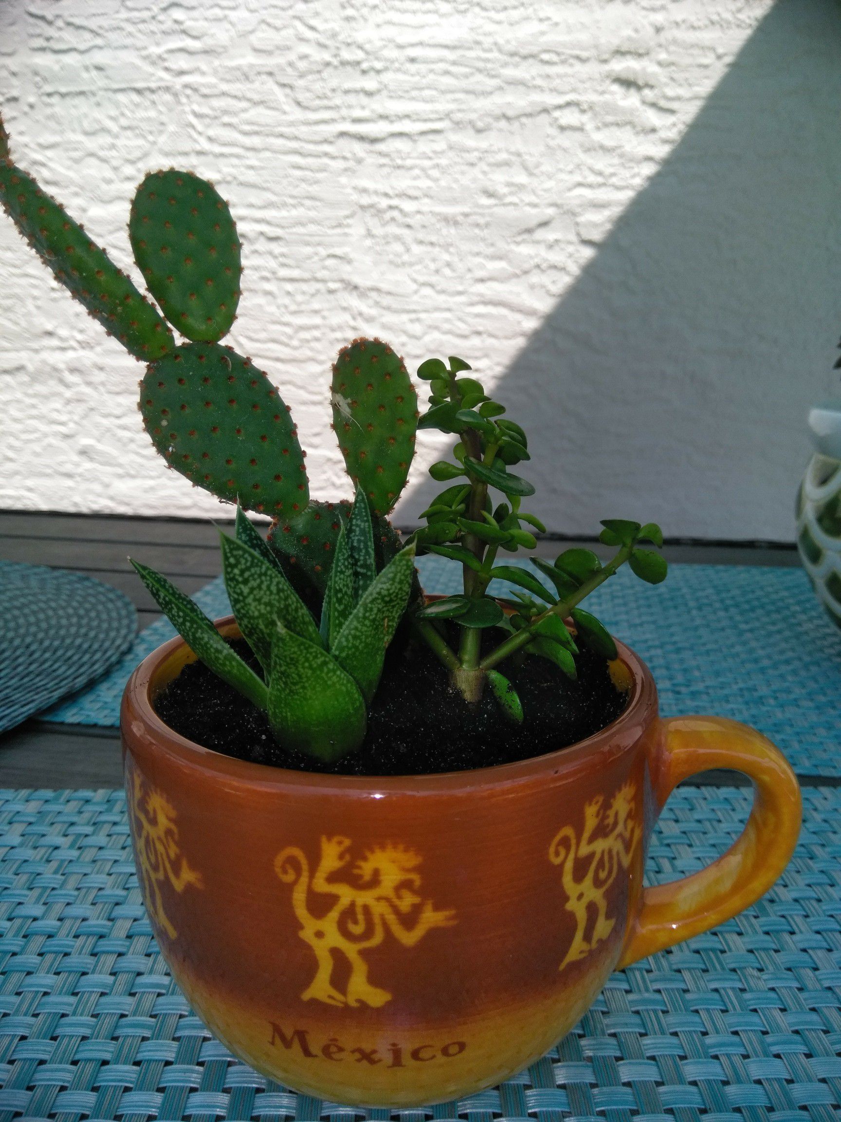 Succulent mug!! 3 plants