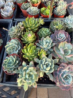 Premium 4 inch Succulents