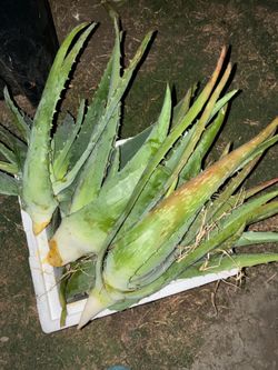 Aloe