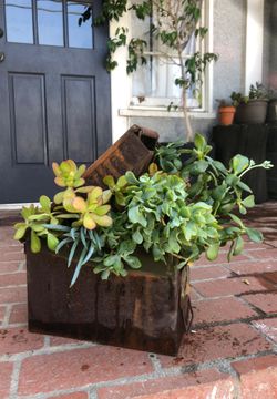 Succulents