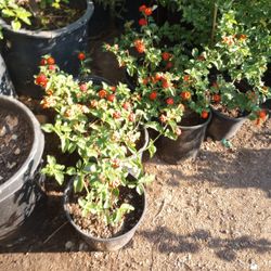 5 Gal Lantana 
