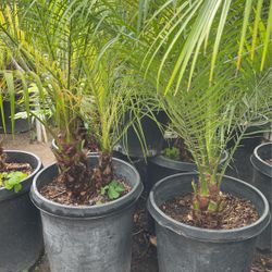 Pygmy Palm $$46 Each