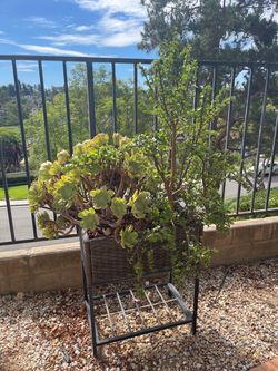 FREE Succulents & White Mandevilla Vine