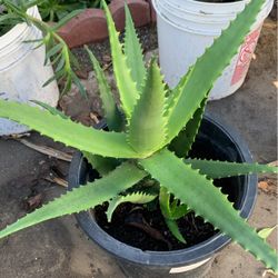 Aloe Vera Mother Plant With One Baby