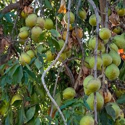 Sapotes (Organic)