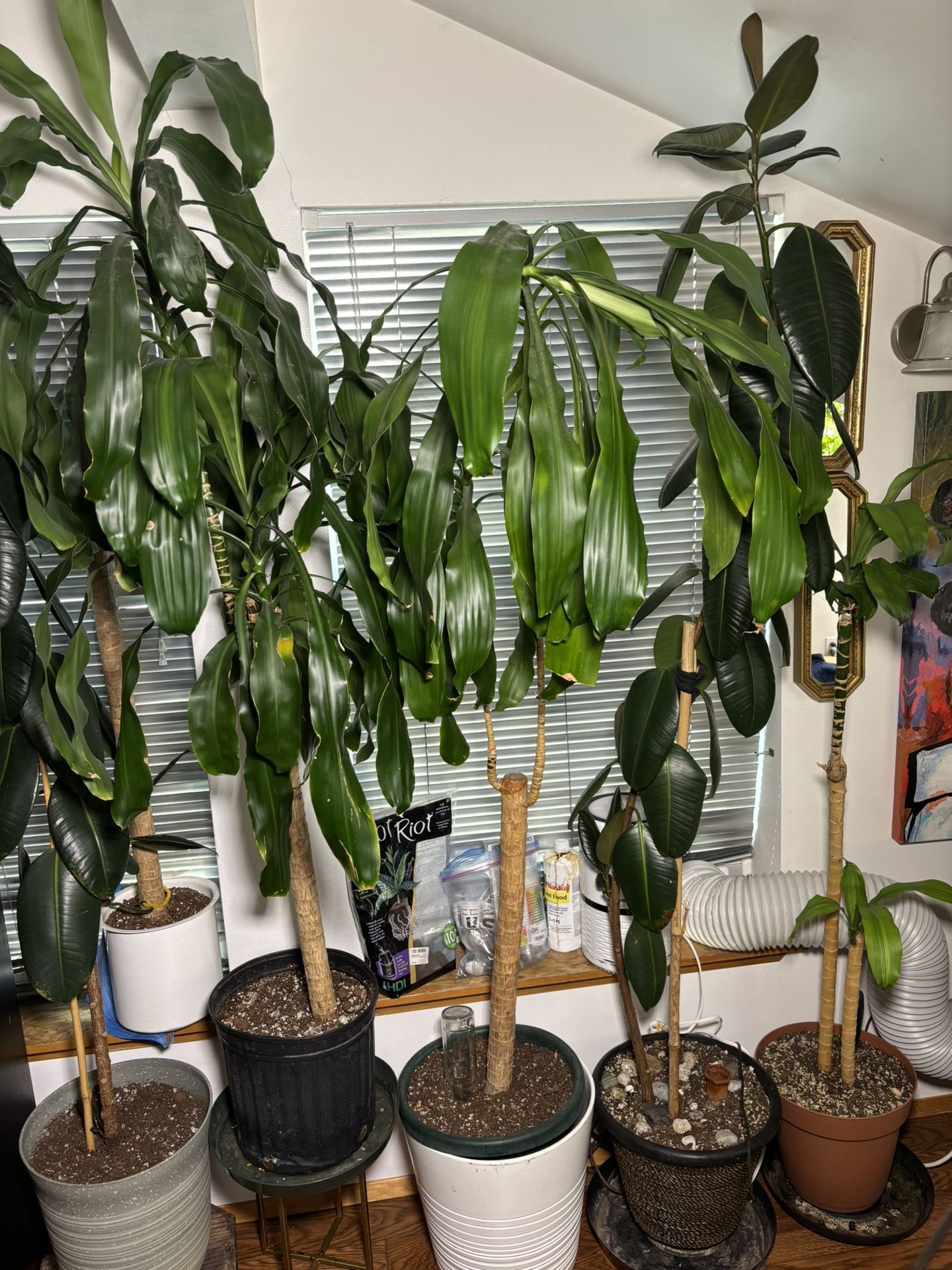 PLANT SALE