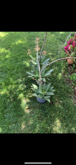 Aloe Vera plants