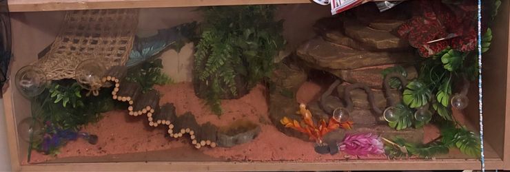 Lizard tank
