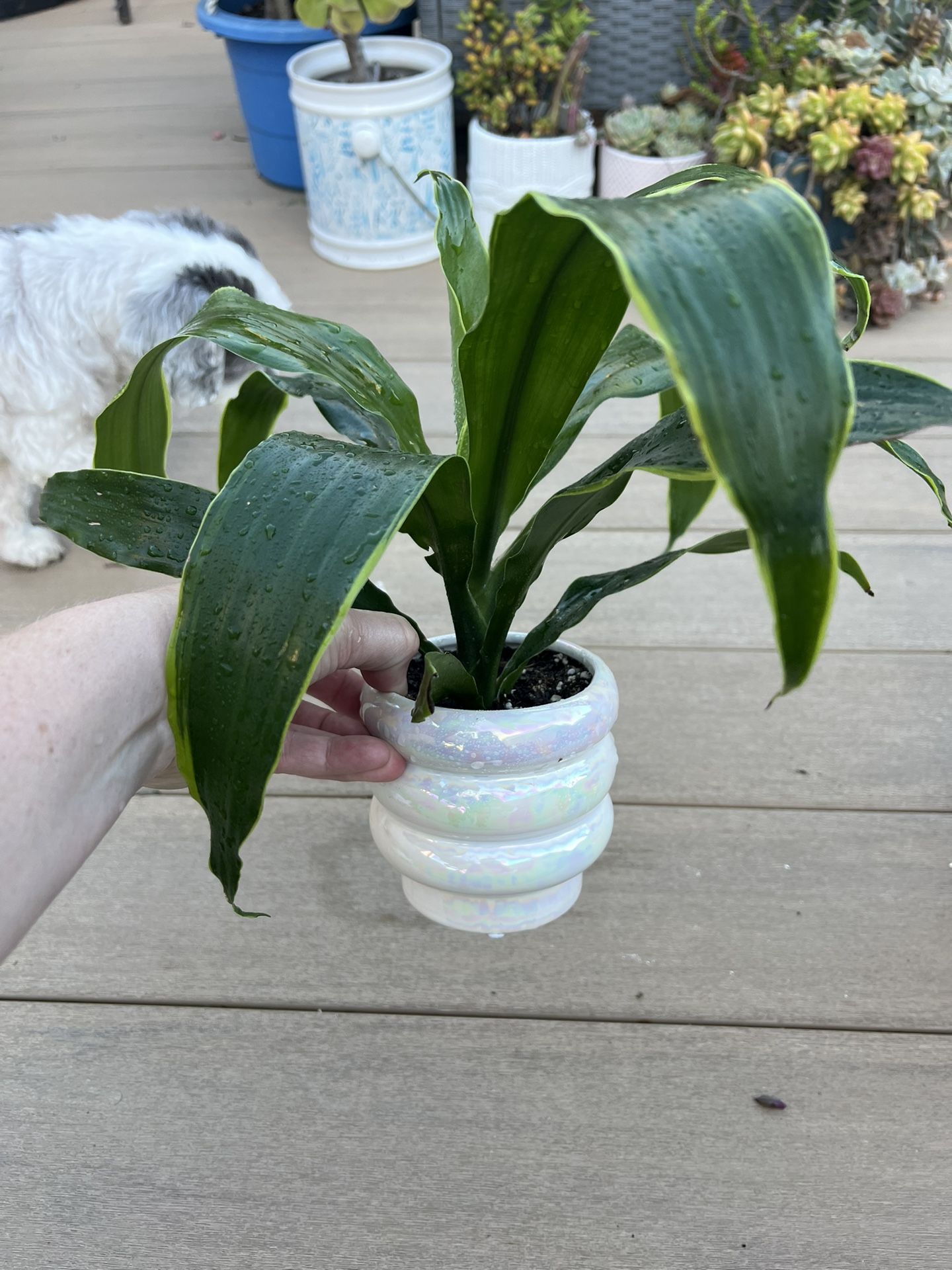 Draceana plant, live Plant in a ceramic pot. ✔️ profile for more 🪴