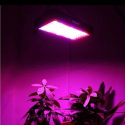 Plants Ligth Grow